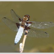Scènes naturelles au ras des  pâquerettes