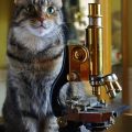 The Nikon S, Nikon Lke, and Other Microscopes