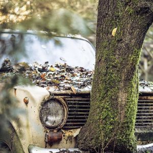 Lost in the woods