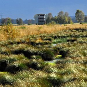 Moor Erlebnis