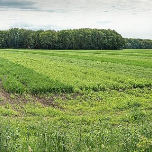 Strokenteelt Holtesch Hooghalen, juni 2021