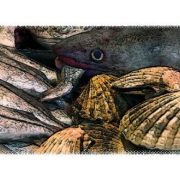 46 FISH 'STILL LIFE'