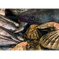 46 FISH 'STILL LIFE'