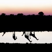 Etosha National Park - Namibia (Part I)