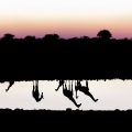 Etosha National Park - Namibia (Part I)