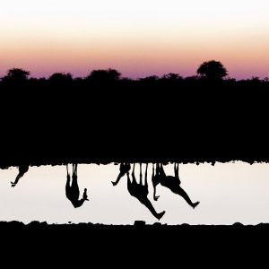 Etosha National Park - Namibia (Part I)