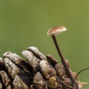 Vrieselhof paddenstoelen 2013