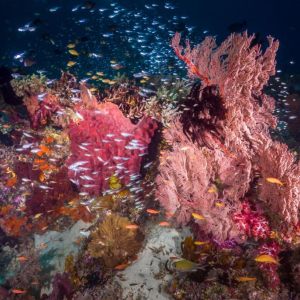 Underwater Photography by Fuensanta Candela Castillo
