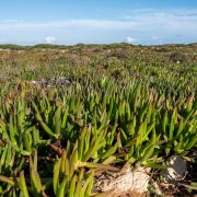 Algarve de westkust