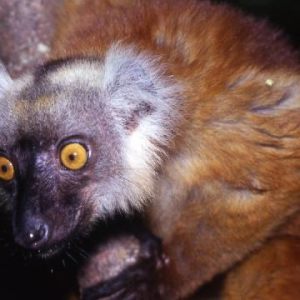 Madagascar/Lémuriens