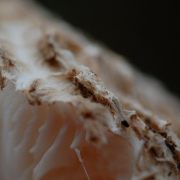 paddestoelen macro
