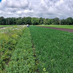 Holtesch Hooghalen onkruid wieden