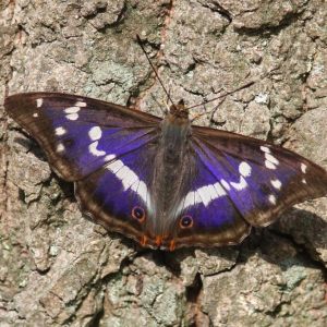 Vlinders,Butterfly