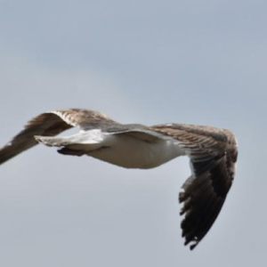 Les oiseaux du Finistère au port du Guil