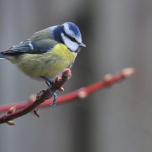 Birds - Vogels