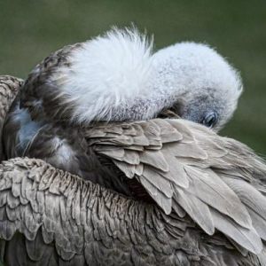 Animal Portraits