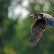 floating hide 2023