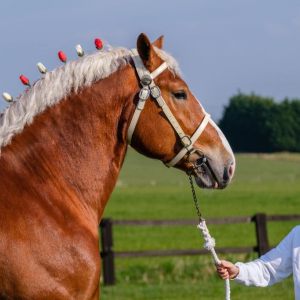 Vlaams Paard