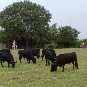 France_Camargue