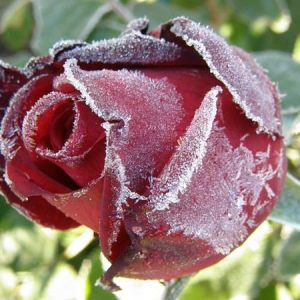 Frost nypt