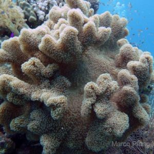 Sharm 2009 Underwater