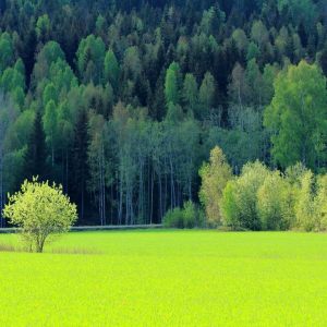 Dalarna in May 2021