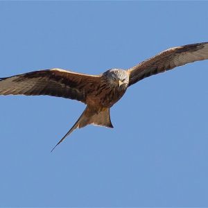 Red Kite Weywertz