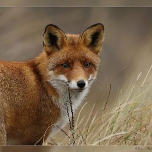 Foxy lady