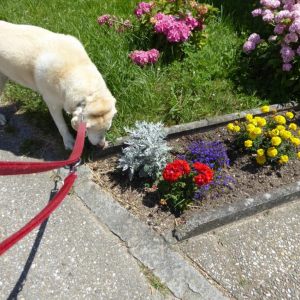 Österreichistbunt
