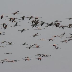 Flamingos