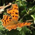 butterfliesandinsects