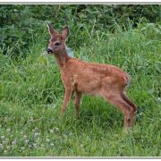 Jeunes faons - Roe calfs