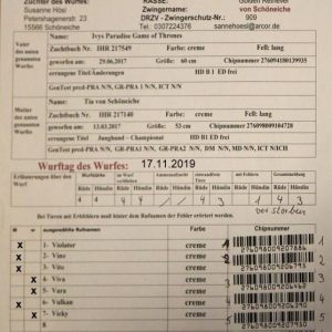 Tias V-Welpen