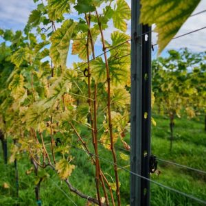 Süd-Steiermark Okt. 2025