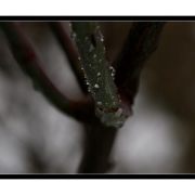Only a few drops