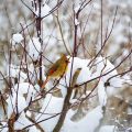 From Snow to Garden Show