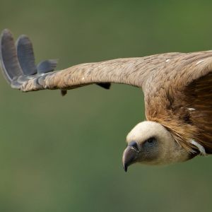 Griffon Vulture  2023
