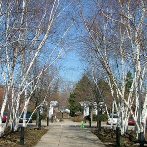 Avalanche® Birch