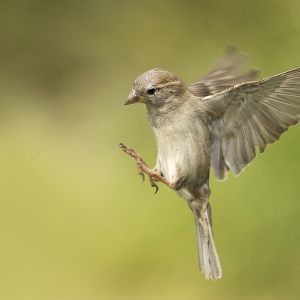 Flying sparrow