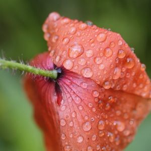 Bloemen in het wild