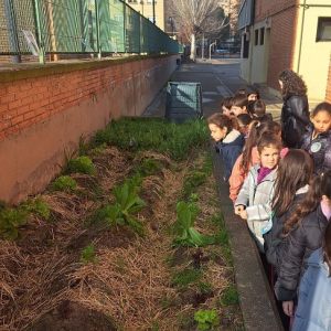 Fotos huerto escolar 2º de primaria en enero