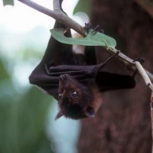 Bats