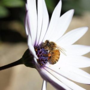 Mostly bees
