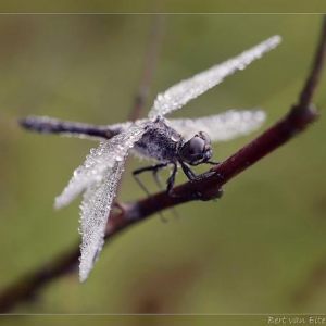 More macro stuff - summer/fall 2013