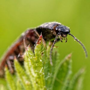 A selection of macro photography
