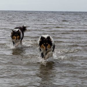 My dogs on the beach