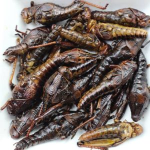 Comiendo chapulines, gusanos, alacranes y arañas...top