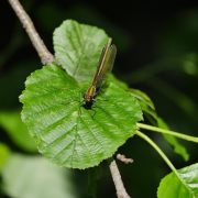 Miedziana wazka