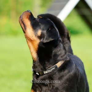 Pinsesamling 2025, mandag - Norsk Rottweilerklubb - bruks