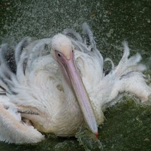 PELIKANY